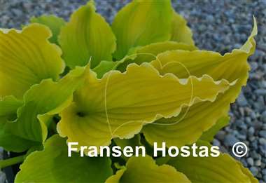 Hosta Seven Year Itch